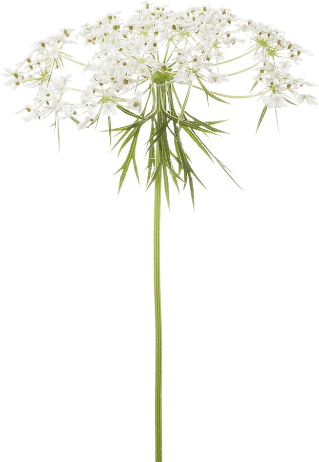 Weisse Blüte